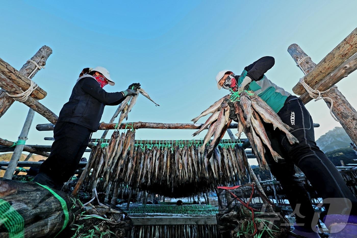 강원 인제 북면 용대리의 한 황태덕장.(자료사진)/뉴스1 DB