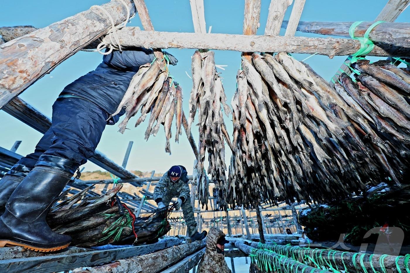 본문 이미지 - 한파가 몰아친 지난 21일 강원 인제 북면 용대리의 한 황태덕장에서 마을 주민들이 황태 덕걸이 작업을 하고 있다. (인제군 제공)2024.12.22/뉴스1 ⓒ News1 한귀섭 기자