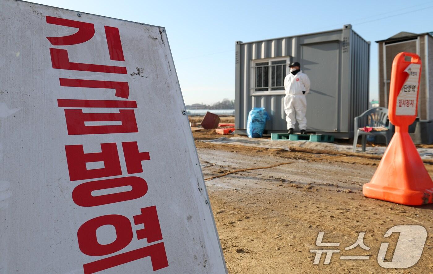 본문 이미지 - 고병원성 조류인플루엔자(AI)가 발생한 경기 화성시 팔탄면의 한 농장이 통제되고 있다.  ⓒ News1 김영운 기자