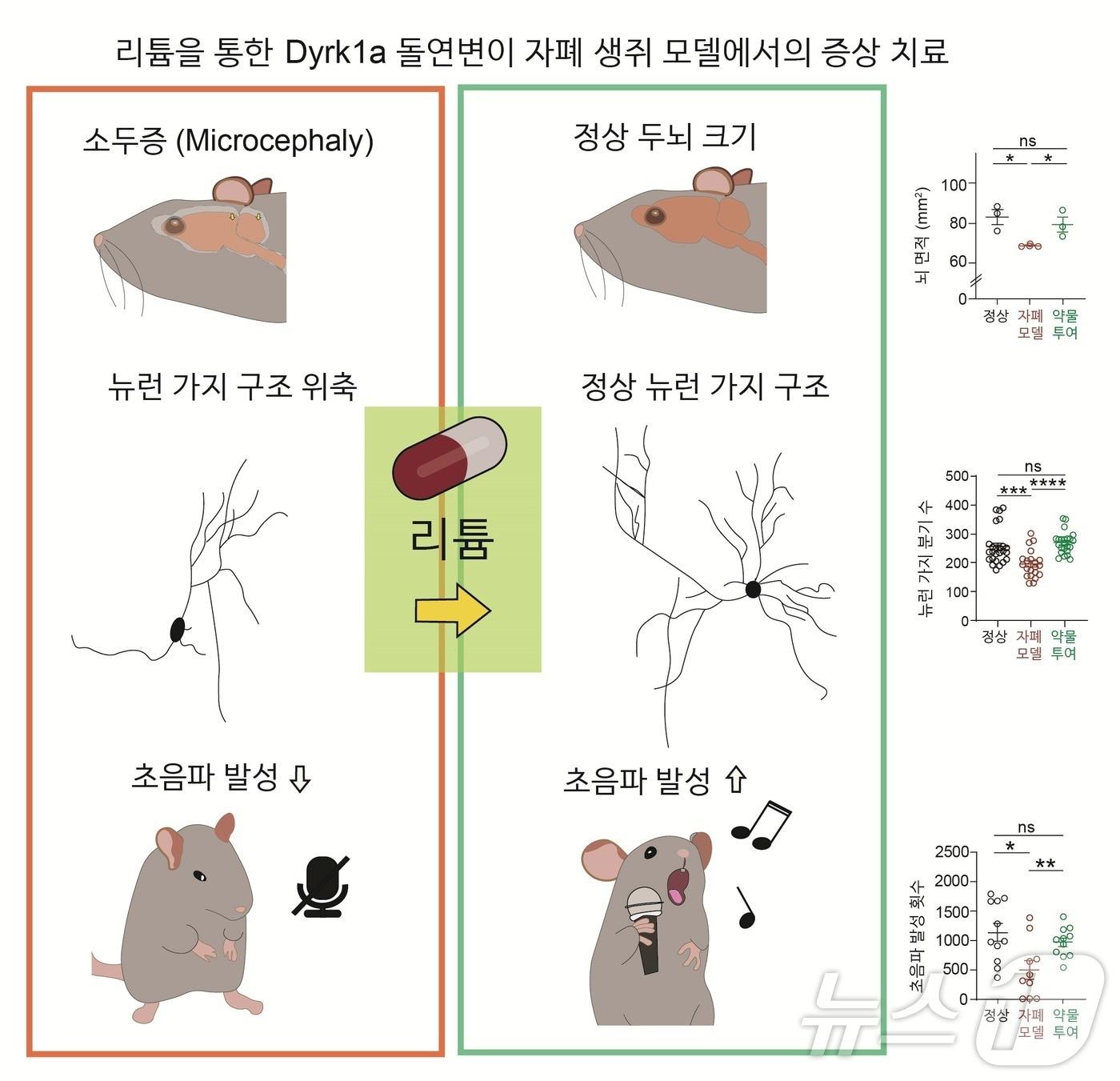 본문 이미지 - 리튬을 통한 Dyrk1a 돌연변이 자폐 생쥐 모델에서의 증상 치료.(IBS 제공)/뉴스1