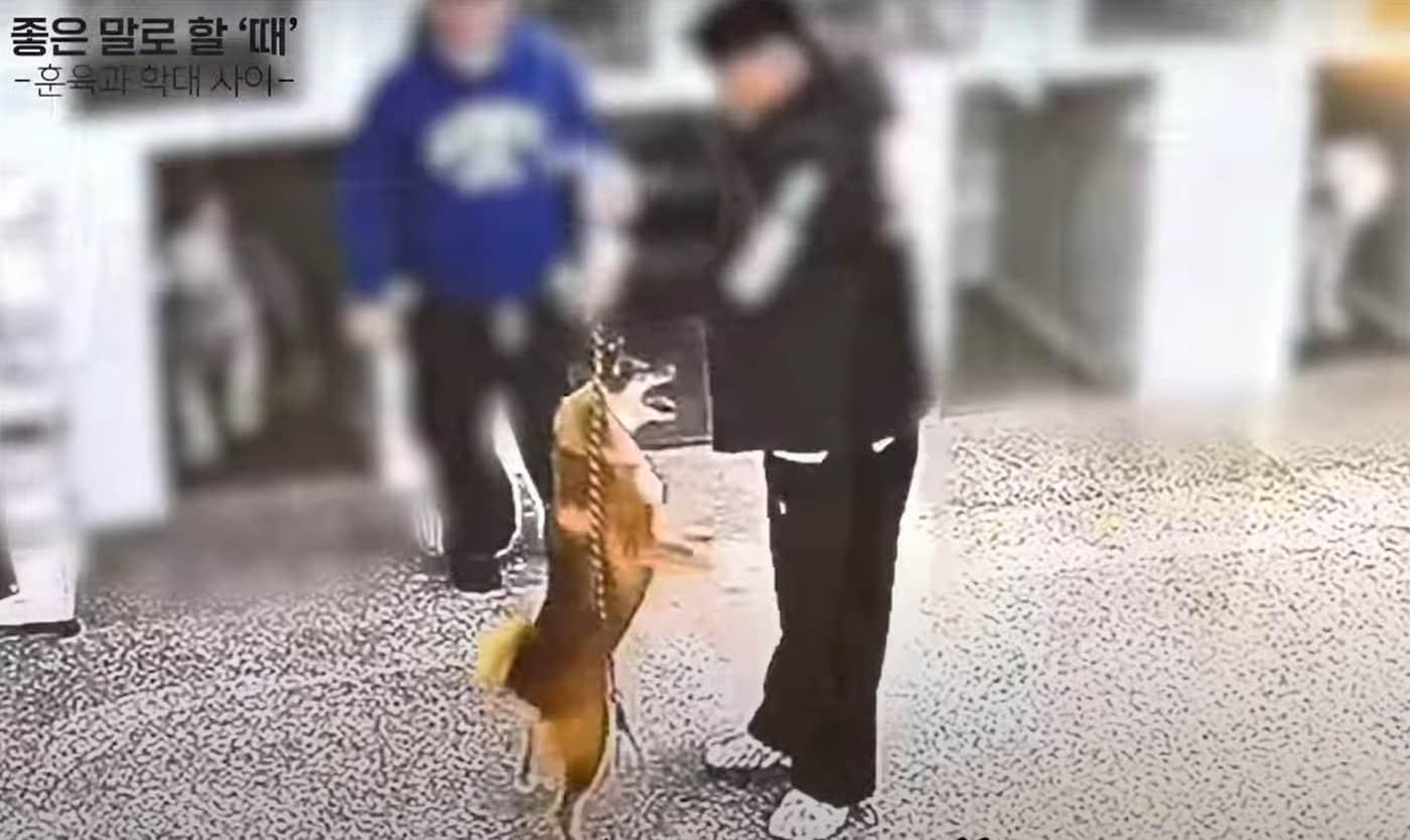 본문 이미지 - 놀로 행동클리닉과 동물자유연대는 지난 23일 '좋은 말로 할 때'란 제목으로 반려견의 훈육과 학대에 대해 논의하는 유튜브 라이브 방송을 진행했다. 사진은 최근 한 애견유치원에서 반려견을 학대하는 장면 (동물자유연대 제공) ⓒ 뉴스1