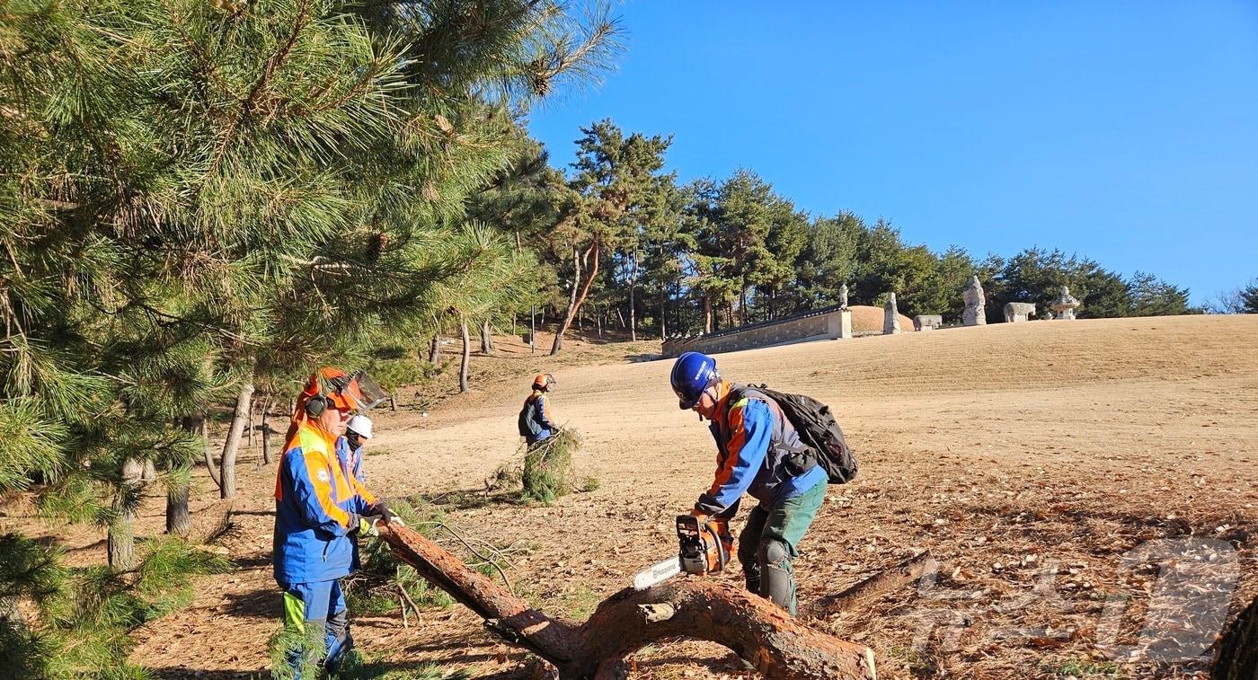 본문 이미지 - 피해목 제거 작업 모습(산림청 제공)/뉴스1
