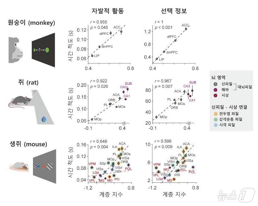 본문 이미지 - 영장류와 설치류 뇌에서 뉴런의 자발적 활동과 정보 표상 활동의 시간 스케일이 여러 대뇌피질 영역에 걸쳐 계층적으로 증가하고 있다. (KAIST 제공)/뉴스1