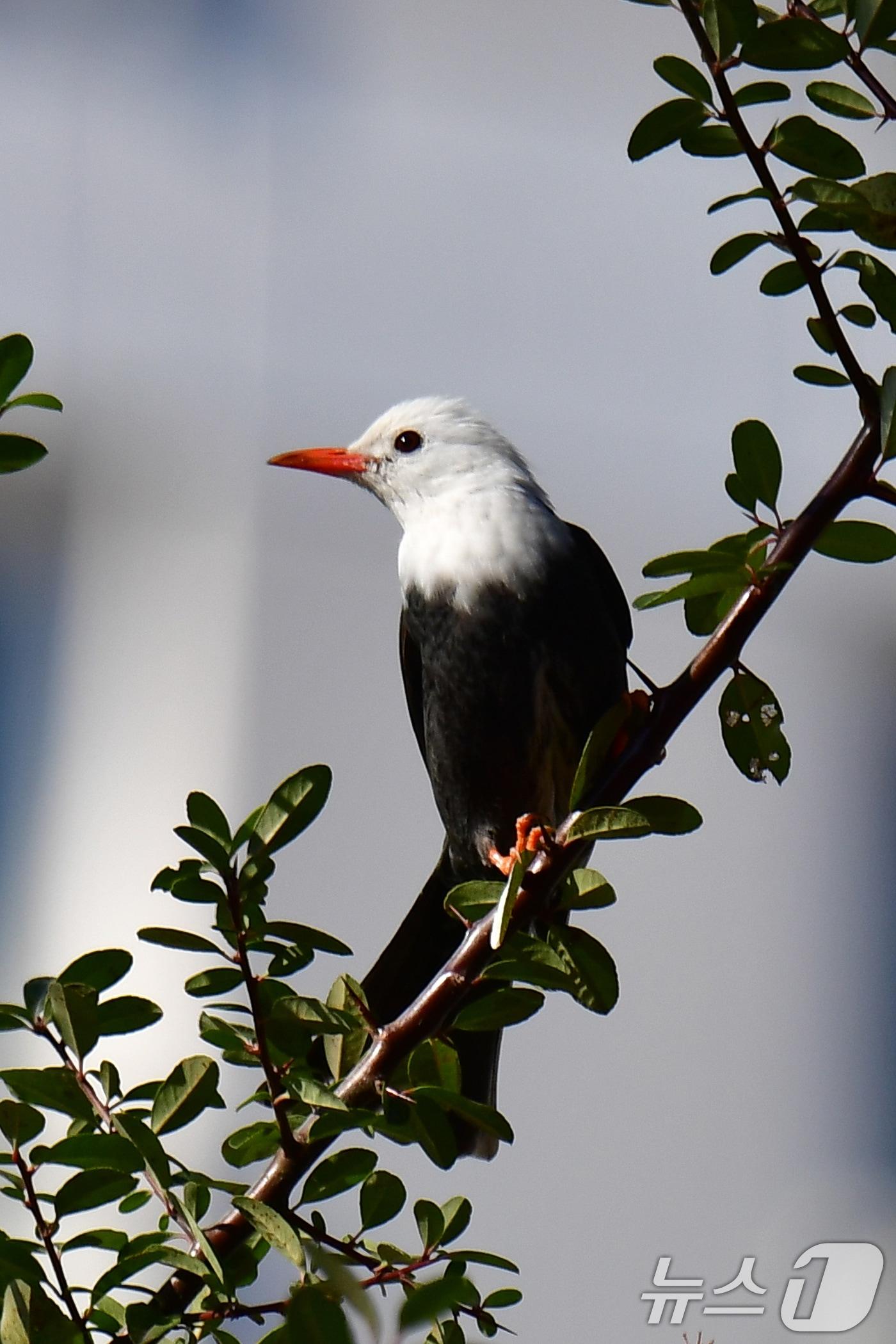 본문 이미지 - 24일 오후 경북 포항시 북구에 있는 한 초등학교 인근에서 흰머리직박구리 한마리가 나뭇가지에 앉아있다. 흰머리직박구리는 국내에서는 좀처럼 보기 힘든 새다. 2024.12.24/뉴스1 ⓒ News1 최창호 기자