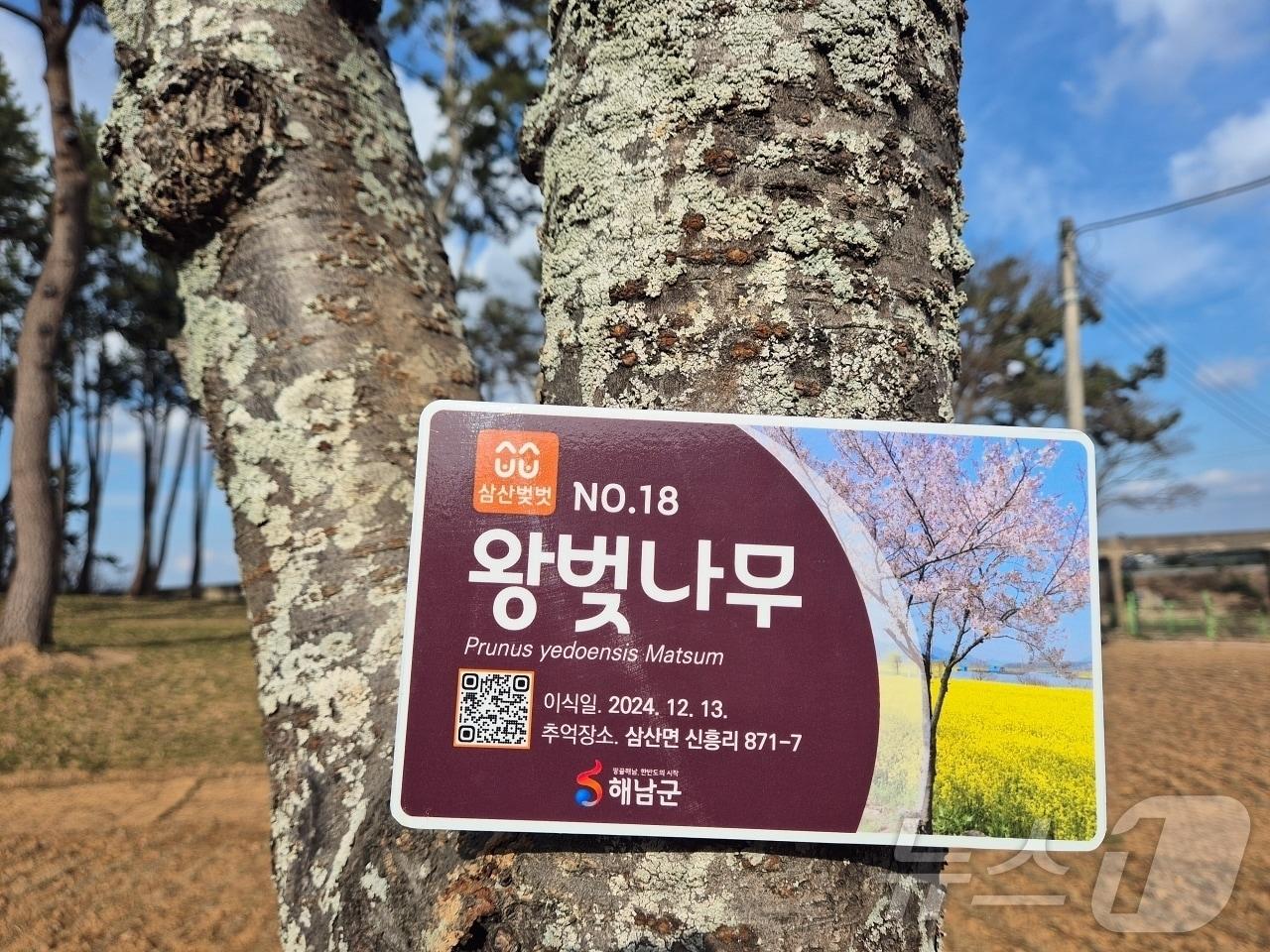 본문 이미지 - 대흥사 벚나무 눙눙길 치유숲 옥동초 이식 (해남군 제공)/뉴스1 
