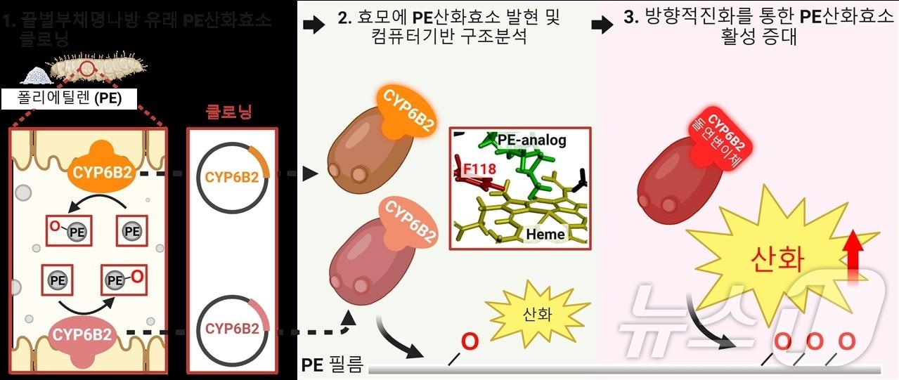 본문 이미지 - 꿀벌부채명나방 장 유래 폴리에틸렌 산화효소 발굴 및 방향적 진화를 통한 폴리에틸렌 산화활성 증대 연구 개요. (생명연 제공)/뉴스1