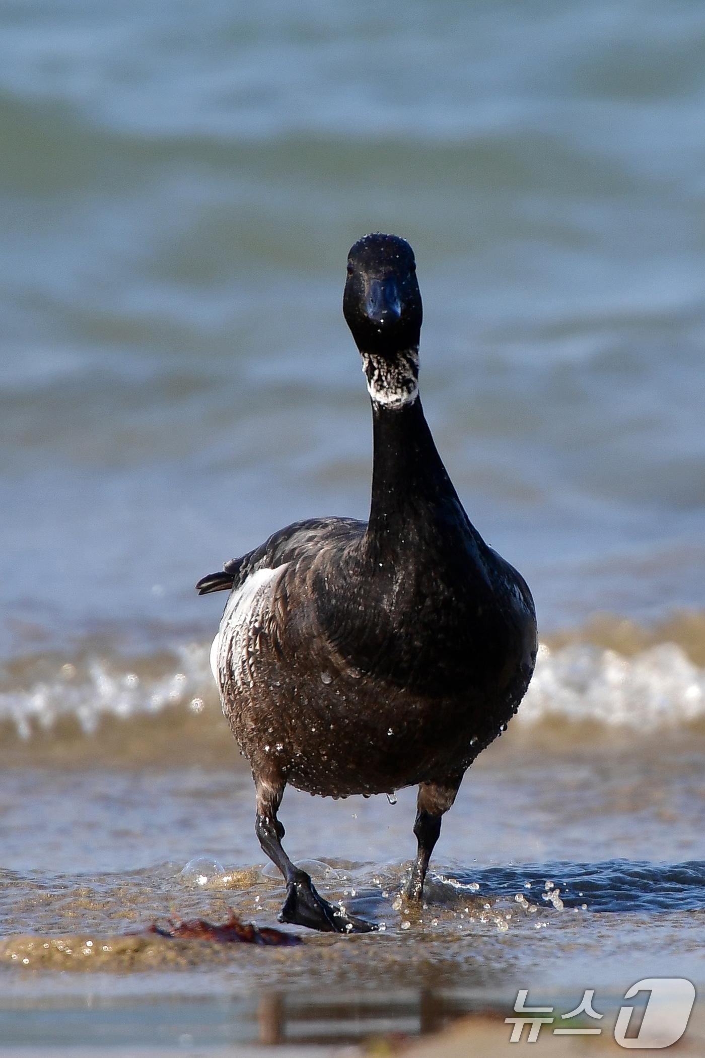 본문 이미지 - 천연기념물 제325-2호이자 멸종위기 야생생물 2급인 흑기러기가 26일 오후 경북 포항시 남구 동해면 임곡해안에서 주변을 살피고 있다. 이번에 발견된 흑기러기는 모두 12마리다. 2024.12.16/뉴스1 ⓒ News1 최창호 기자