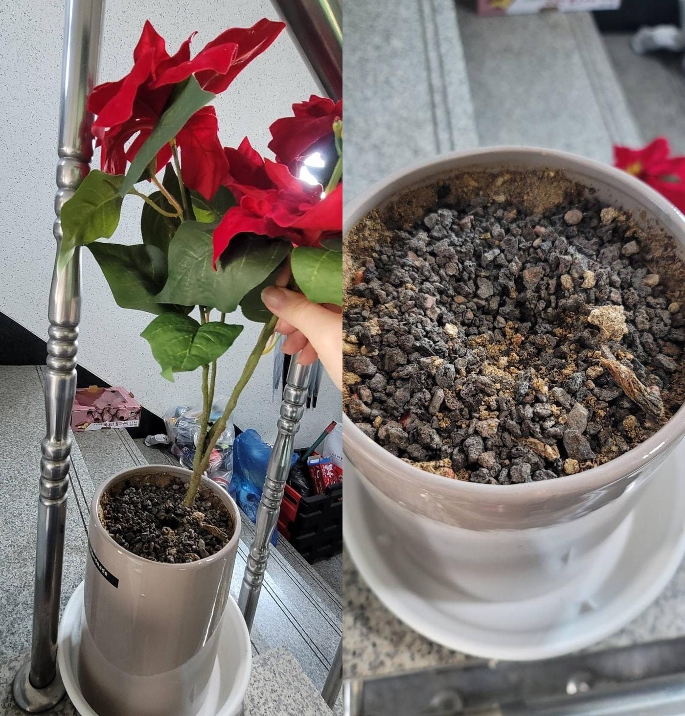 본문 이미지 - (온라인 커뮤니티 갈무리)