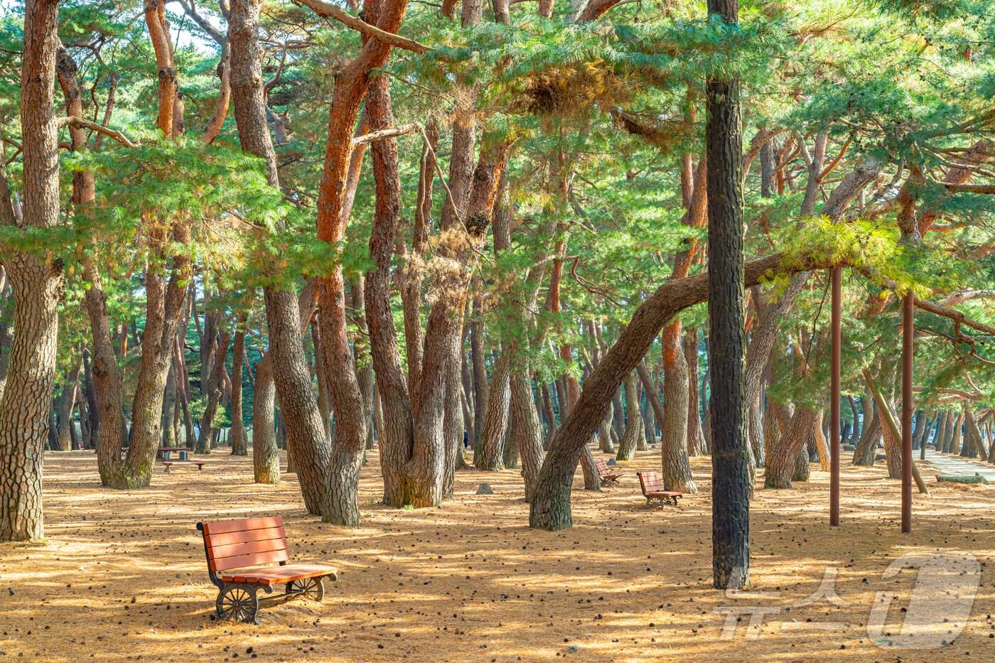 각양각색의 생김새를 자랑하는 소나무 군락&#40;한국관광공사 제공&#41;