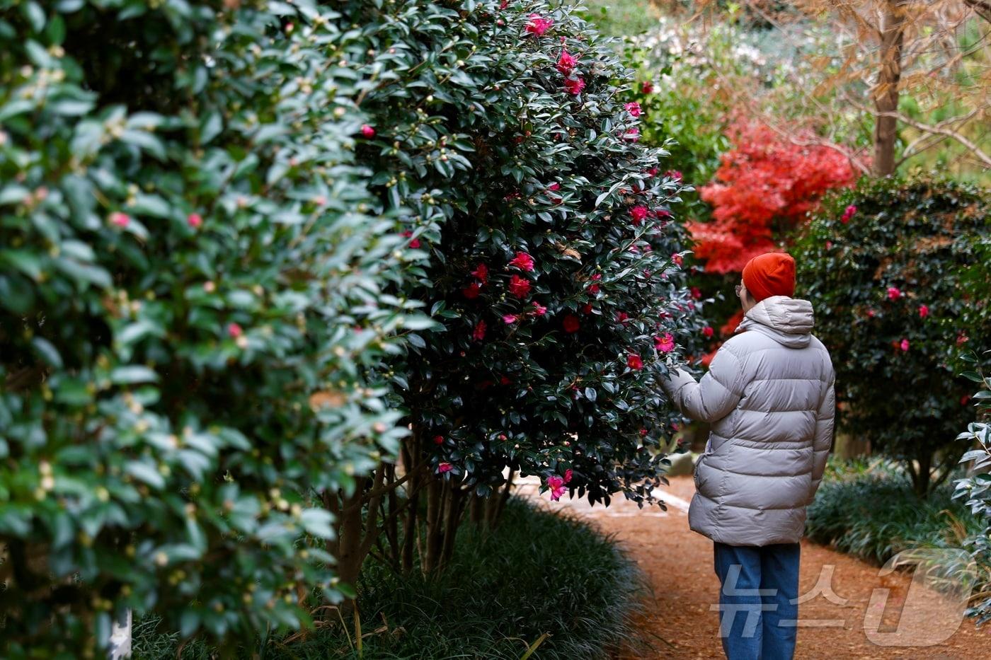 1004섬분재정원 애기동백숲길&#40;한국관광공사 제공&#41;