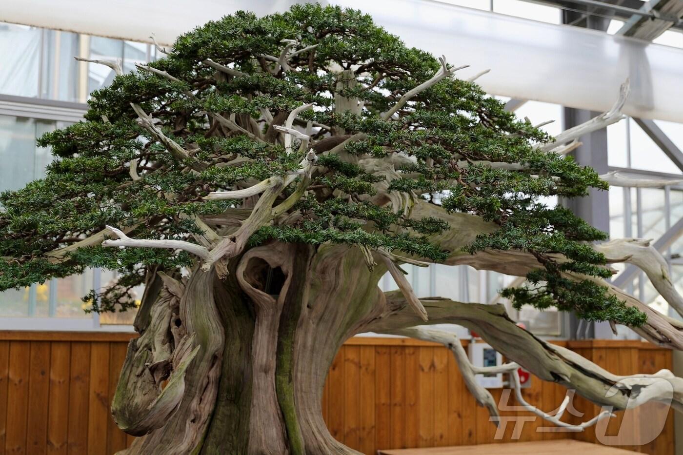 수령 약 2000년된 주목 분재 작품&#40;한국관광공사 제공&#41;