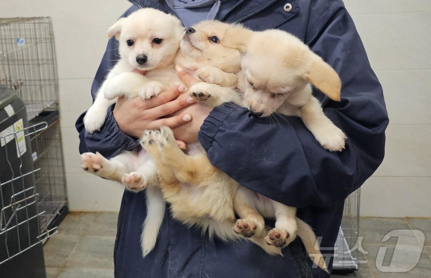 강릉 시보호소에서 구조된 강아지들&#40;코리안독스 제공&#41; ⓒ 뉴스1