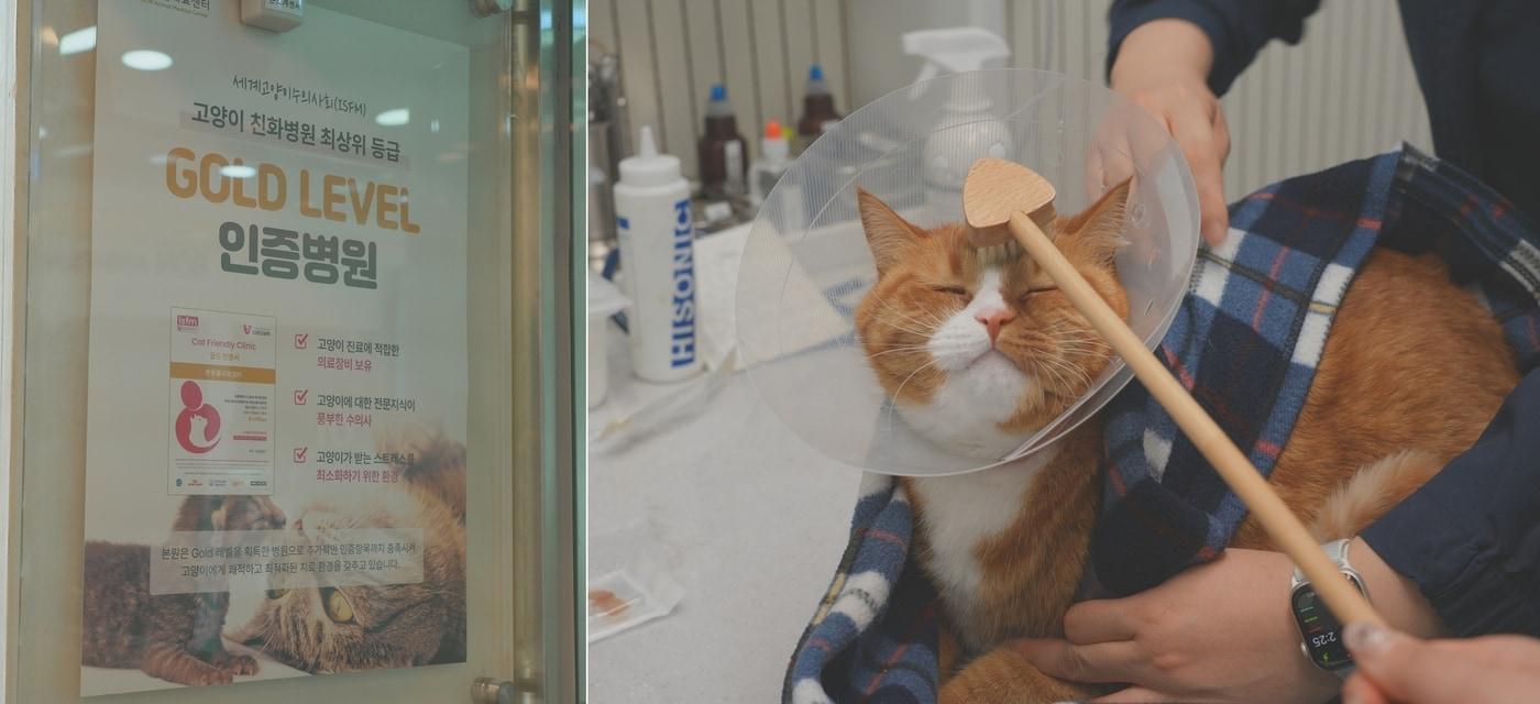 본동물의료센터는 최근 국제고양이의학협회(ISFM)로부터 고양이 친화병원(Cat Friendly clinic) 최상위 등급 '골드레벨' 인증을 받았다. (동물병원 제공) ⓒ 뉴스1