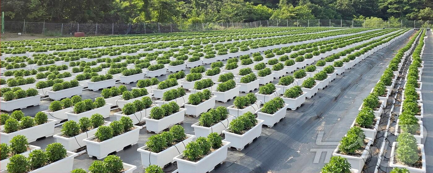 본문 이미지 - 전북자치도 임실군이 ‘2025 방문의 해’를 앞두고 관광 효자인 국화 생산을 위한 사전 준비에 돌입했다.(임실군제공)2024.12.3/뉴스1