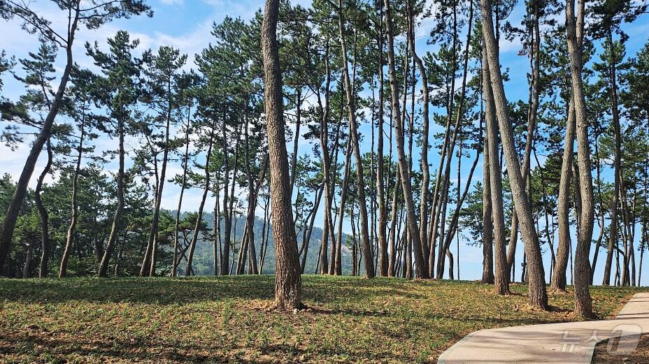 본문 이미지 - 해남군 황산면 옥동리 눙눙길 치유숲 (해남군 제공)/뉴스1 