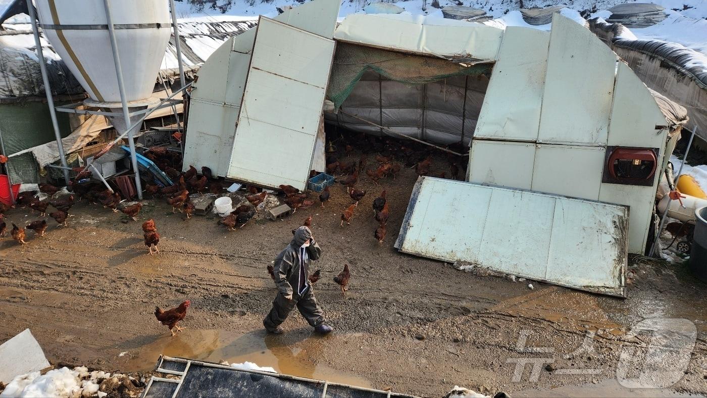 본문 이미지 - 이례적인 11월 대설로 인해 피해를 입은 안성시 소재 양계장. /뉴스1 최대호 기자