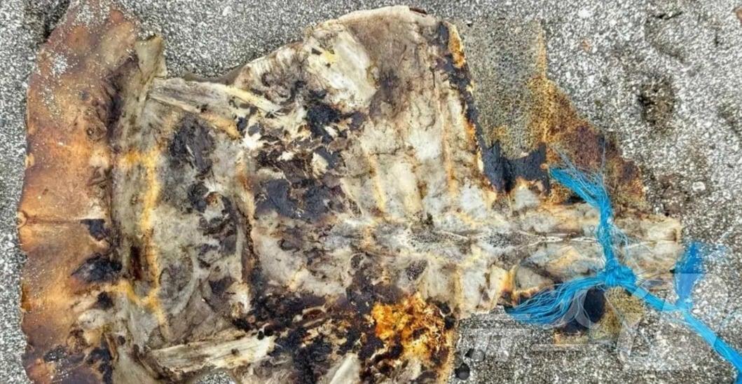 본문 이미지 - 필리핀에서 멸종 위기에 처한 바다거북을 먹고 주민 3명이 사망하고 최소 32명이 병원에 입원했다.(BBC 갈무리).