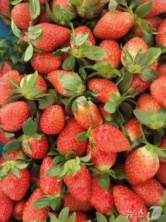 본문 이미지 - 겨울딸기.(양구군 제공)/뉴스1