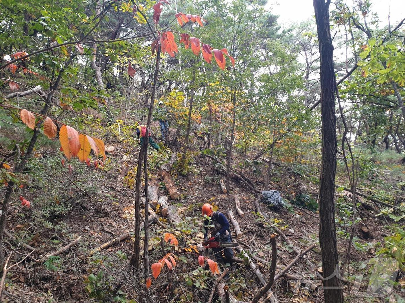 본문 이미지 -  서초구 고사목 제거 작업.(서울시 제공)