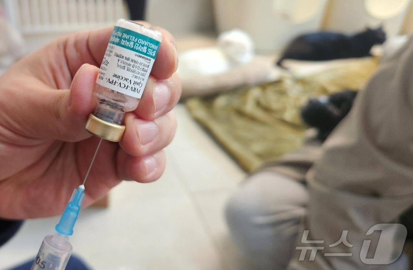 고양이 예방접종 봉사를 하고 있는 수의사(스카이동물메디컬센터 제공) ⓒ 뉴스1