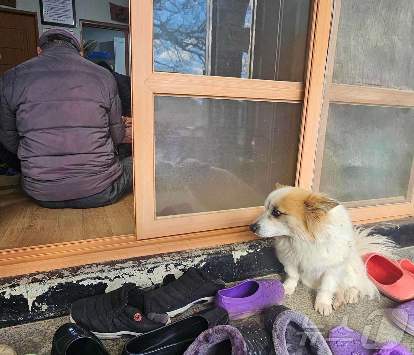 본문 이미지 - 31일 전남 영광 군남면 용암마을 경로당에서 제주항공 참사로 6살배기 주인을 잃은 반려견 ‘푸딩’이 연신 방문자들을 향해 고개를 내밀고 있다.2024.12.31/뉴스1 ⓒ News1 서충섭 기자