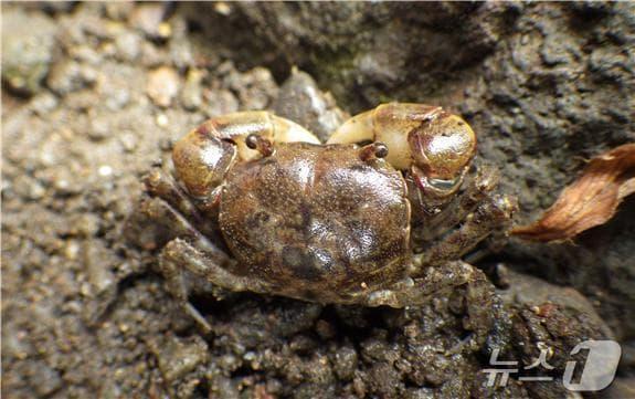 본문 이미지 - 남방방게(해양수산부 제공)