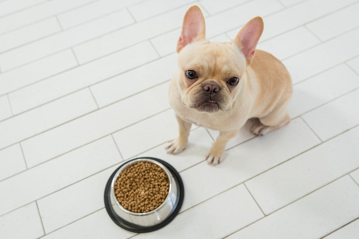 본문 이미지 - 수의영양학 전문가들은 반려견에게 자율급식으로 사료를 주는 방법에 대해 우려하는 의견을 전했다. (사진 이미지투데이) ⓒ 뉴스1