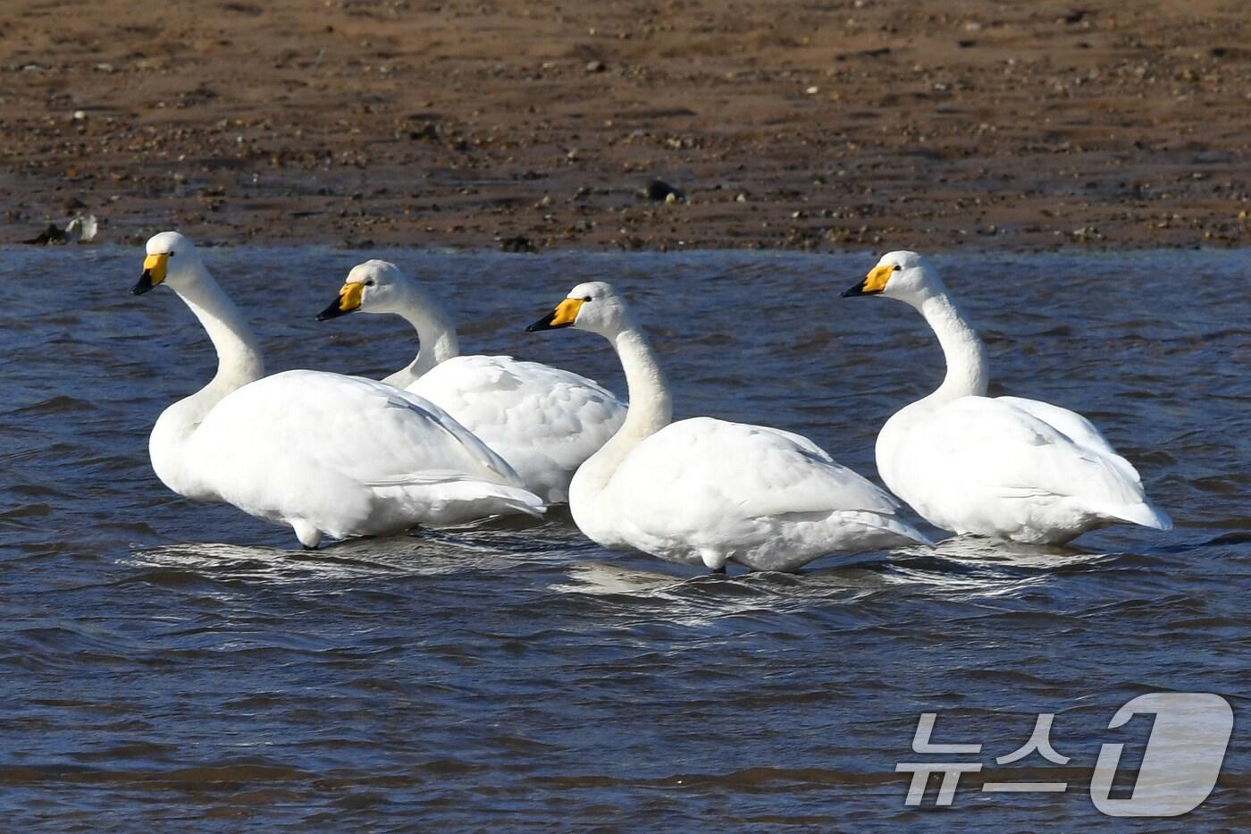 천연기념물 제201-2호인 큰고니들이 4일 오후 경북 포항시 남구 연일읍 형산강에 앉아있다. 2024.12.4/뉴스1 ⓒ News1 최창호 기자