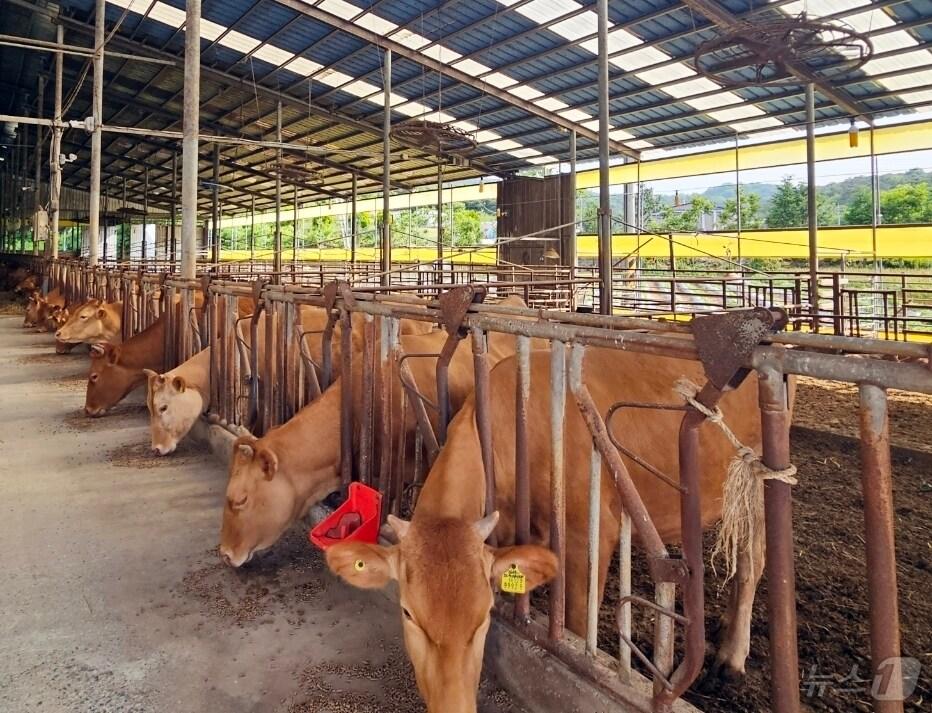 본문 이미지 -  정읍시는 온실가스 감축목표에 대응하기 위해 ‘2025년도 저탄소 농업 프로그램 시범사업’에 참여할 축산농가를 모집한다. 정읍의 한 축산농가(정읍시 제공)2024.12.5/뉴스1 