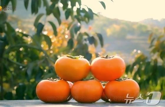 본문 이미지 - 김해 대표 특산품 '진영단감'(김해시 제공)