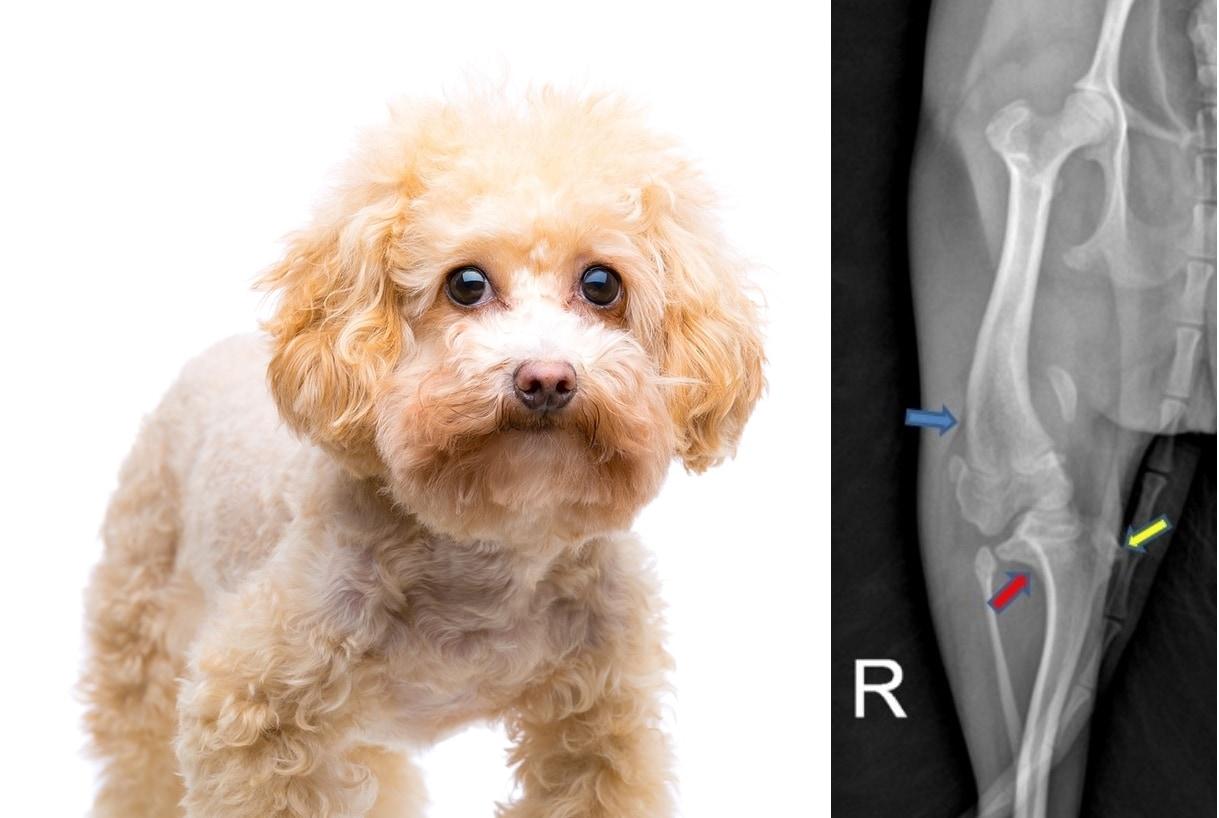 본문 이미지 - VIP동물의료센터는 최근 슬개골 탈구 4기에 뼈 기형으로 진단받은 강아지에게 3D프린팅을 이용해 수술한 사례를 소개했다. &#40;사진 왼쪽 이미지투데이, 오른쪽 동물병원 제공&#41;