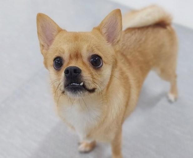 본문 이미지 - 동물과 함께 행복한 세상에서 보호 중인 뭉이(동행 제공) ⓒ 뉴스1