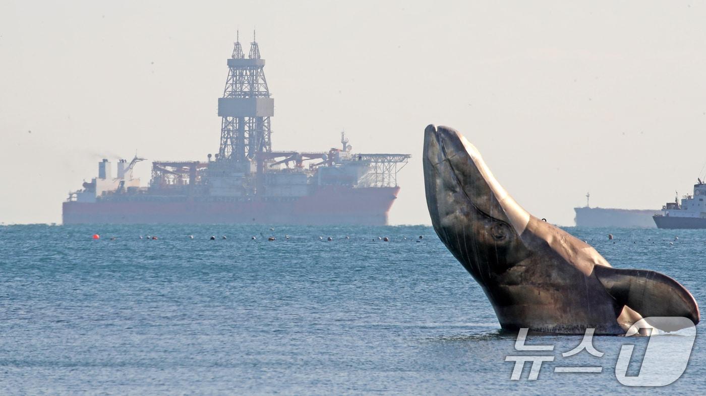 지난해 12월 부산 서구 송도해수욕장 앞바다에 있는 고래 조형물 뒤로 동해심해 가스전 유망구조에 석유·가스가 묻혀 있는지를 확인할 시추선 &#39;웨스트 카펠라&#39;호가 입항해 있는 모습.ⓒ News1 윤일지 기자