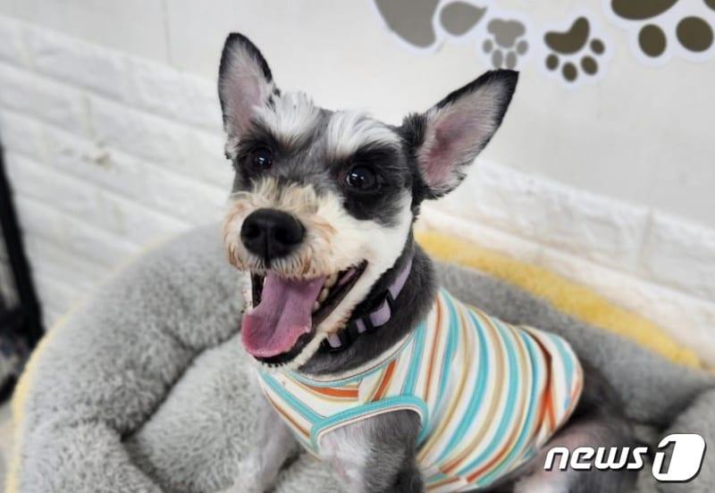 본문 이미지 - 발라당입양센터에서 보호 중인 강아지(동행 제공) ⓒ 뉴스1