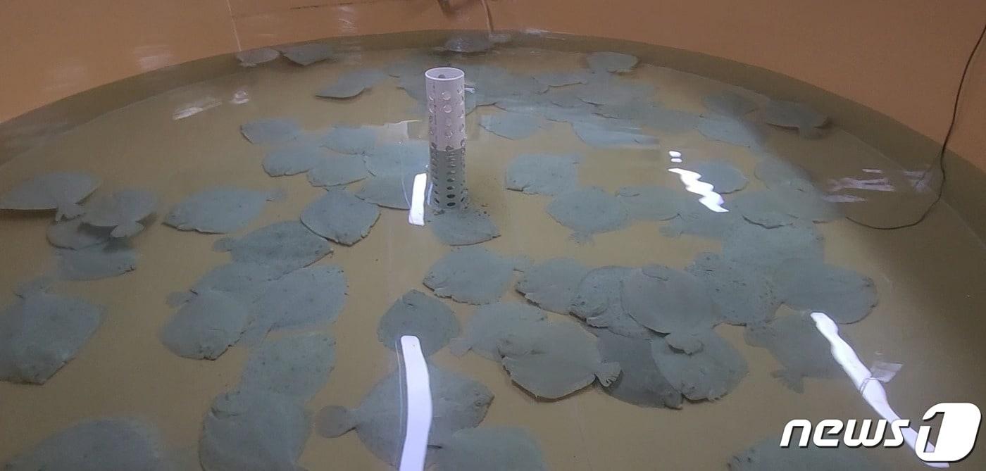 제주도 해양수산연구원은 터봇(대문짝 넙치) 수정란을 이달 말까지 민간 배양장에 보급한다고 11일 밝혔다./뉴스1 