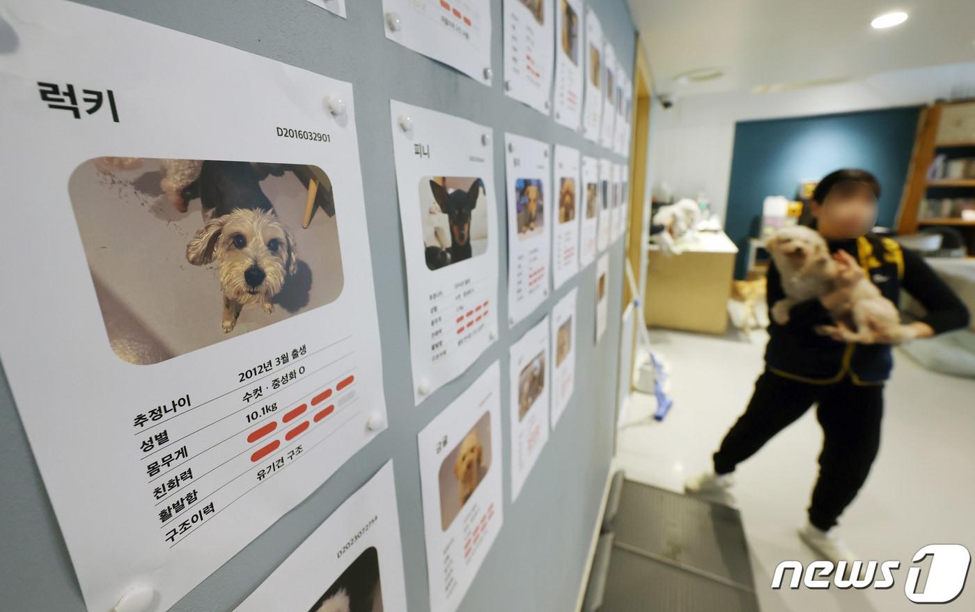 입양 기다리는 유기견들. &#40;사진은 기사 내용과 무관함&#41; / 뉴스1 ⓒ News1 김민지 기자