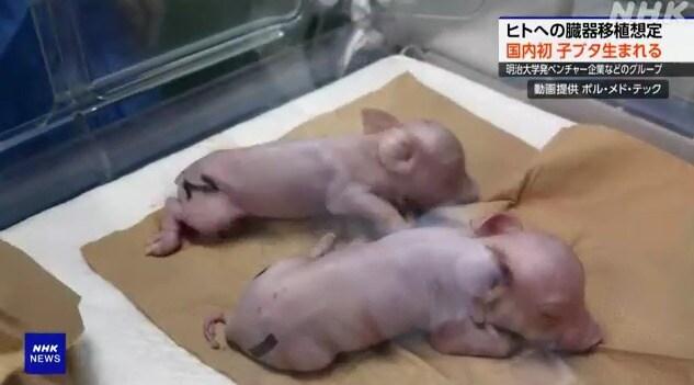 본문 이미지 - 일본서 탄생한 장기 이식용 유전자 변형 돼지(NHK갈무리)