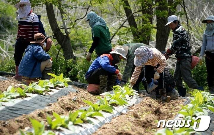 본문 이미지 - 외국인 계절근로자 농가 일손 돕기 장면. (영동군 제공) /뉴스1 