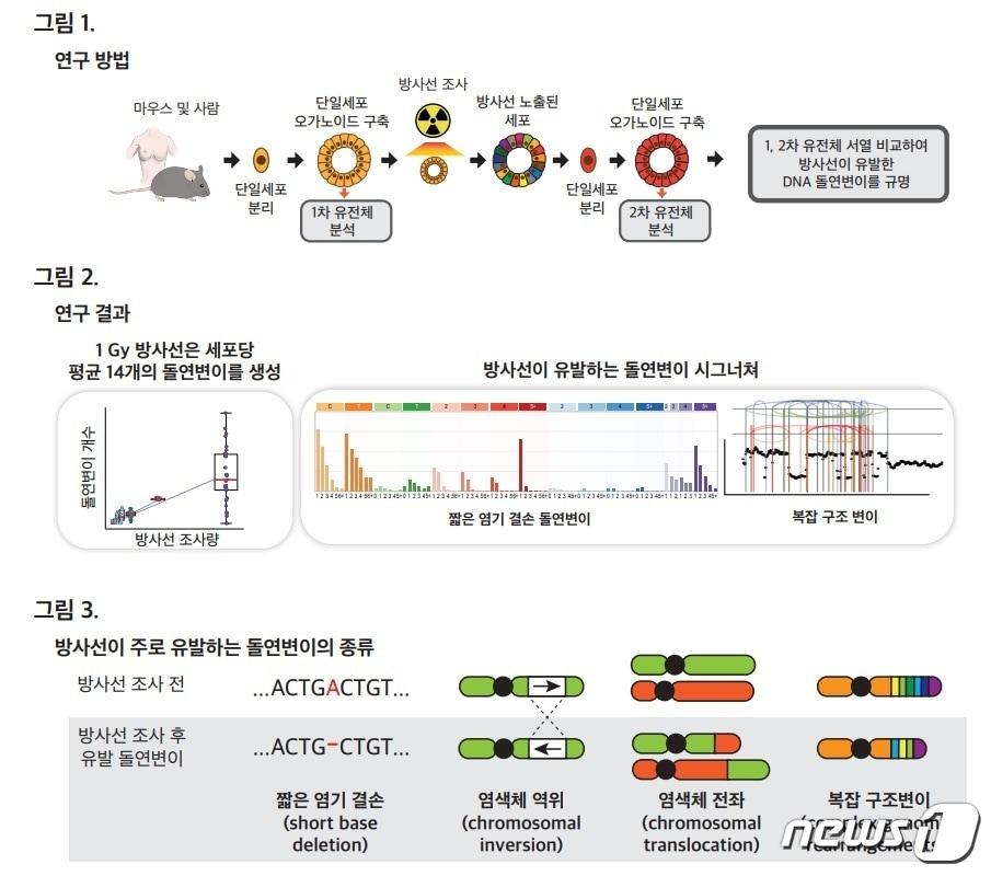 본문 이미지 - 연구 모식도. (KAIST 제공)/뉴스1