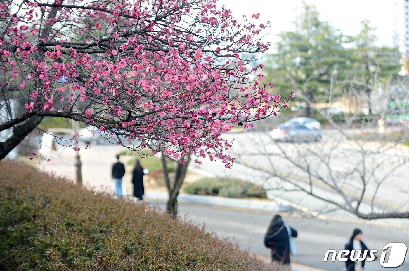 광주 최고기온이 19도까지 오른 4월14일 오후 광주 동구 조선대학교에 홍매화가 만개해 있다. 2024.2.14/뉴스1 ⓒ News1 이승현 기자