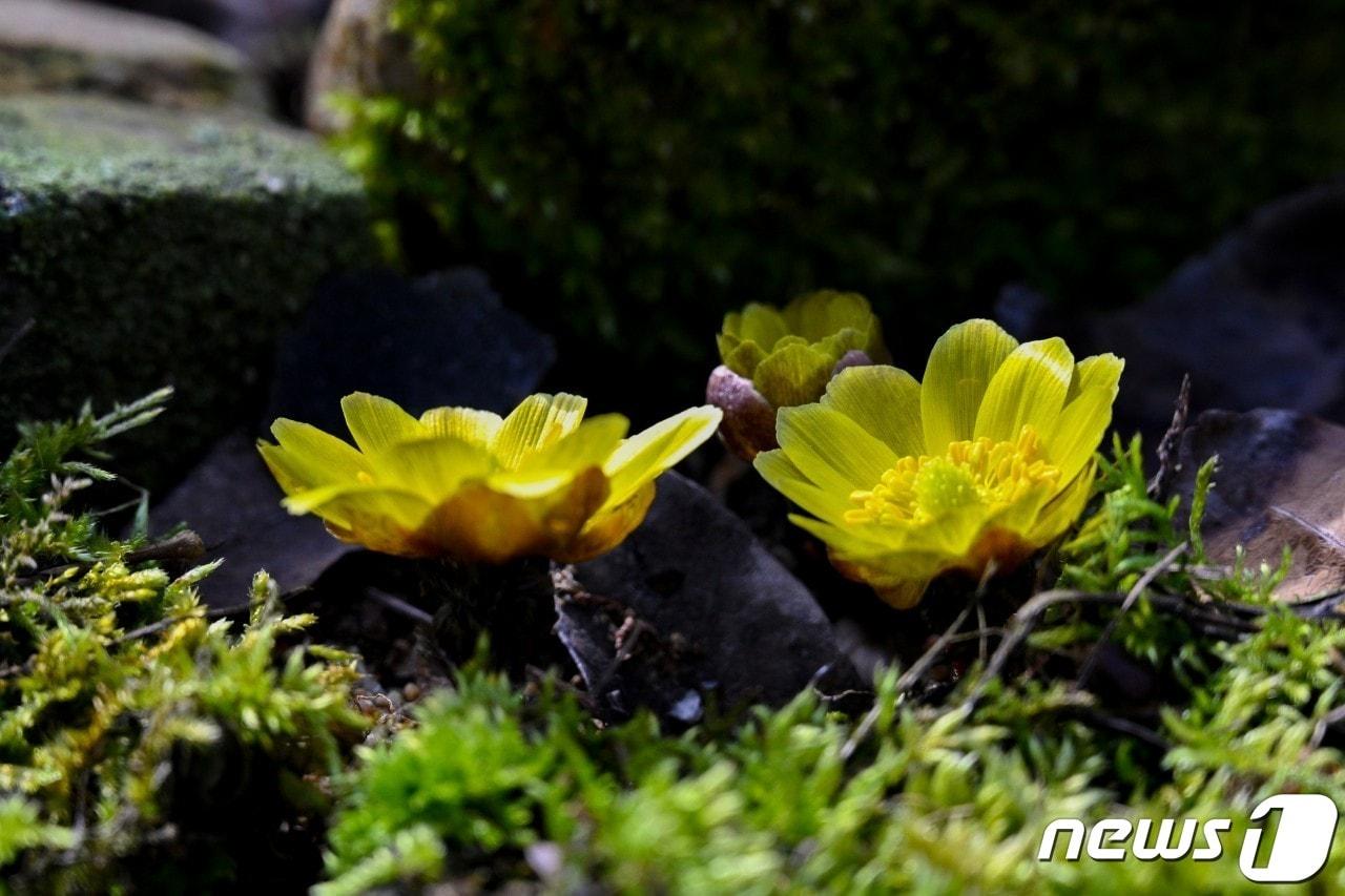 본문 이미지 - 21일 대전·충남은 낮 기온이 15도 안팎까지 올라 포근한 날씨를 보일 것으로 예보됐다. 대전 중구 보문산에 복수초가 봄을 알리듯 고개를 내밀고 있다. ⓒ 뉴스1 김기태 기자