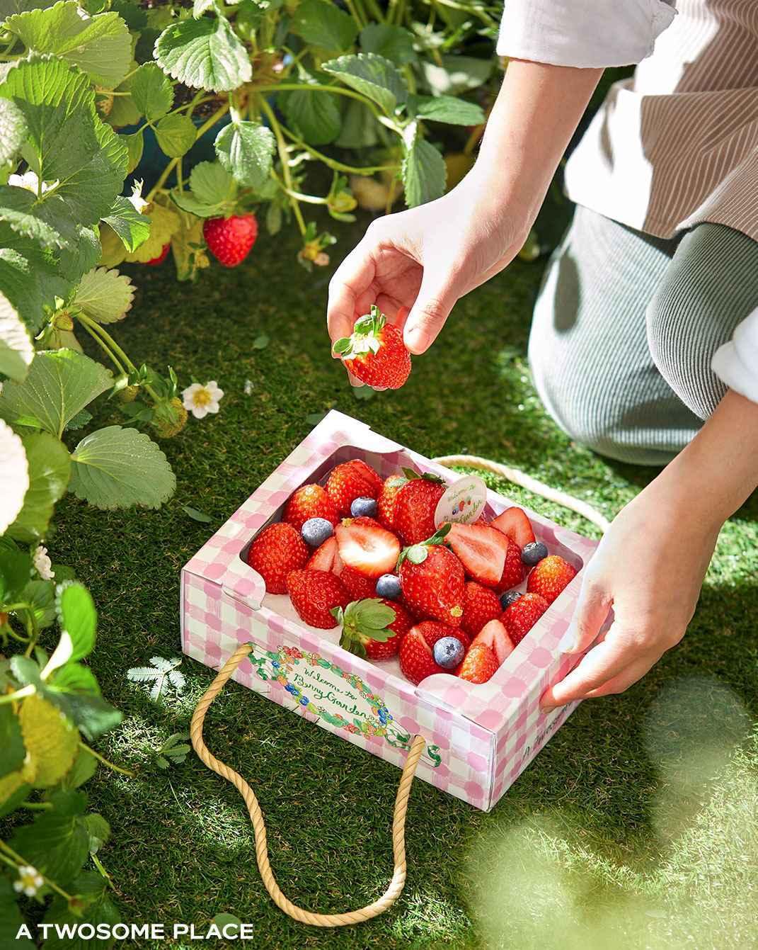 본문 이미지 - 투썸플레이스는 스트로베리 시즌을 맞아 선보인 주요 딸기 메뉴들이 온오프라인에서 화제를 일으키며 전년 대비 판매량 120%를 기록했다.(투썸플레이스제공)