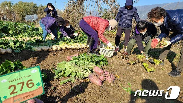 본문 이미지 - 서울 송파구의 '솔이텃밭'. (송파구 제공)  