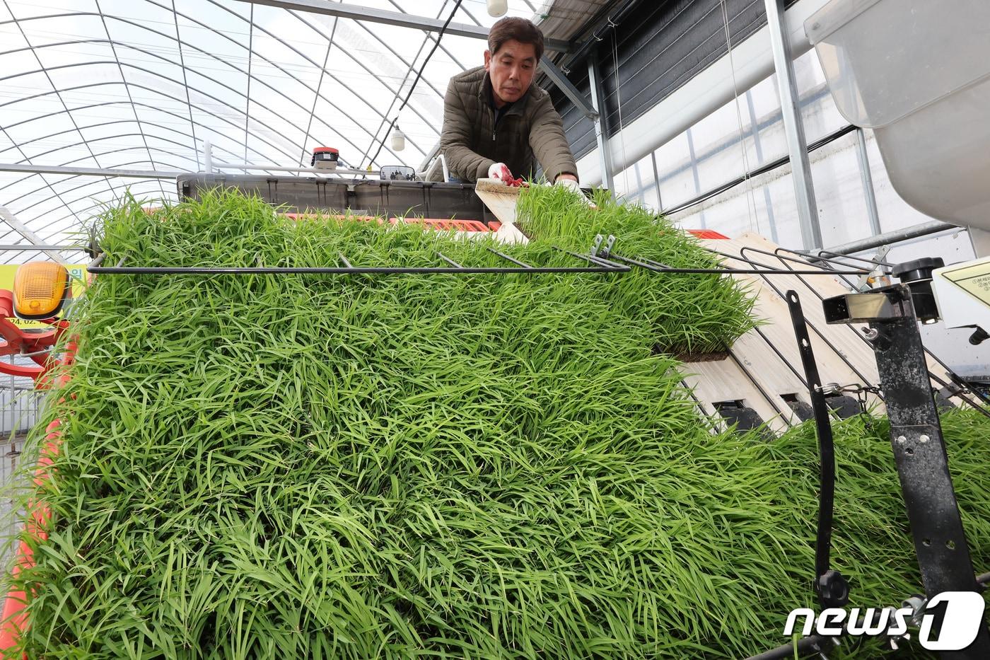 본문 이미지 - 경기도 이천시 호법면의 벼 재배 하우스에서 관계자가 이양기에 모판을 옮겨 싣고 있다.ⓒ News1 이동해 기자
