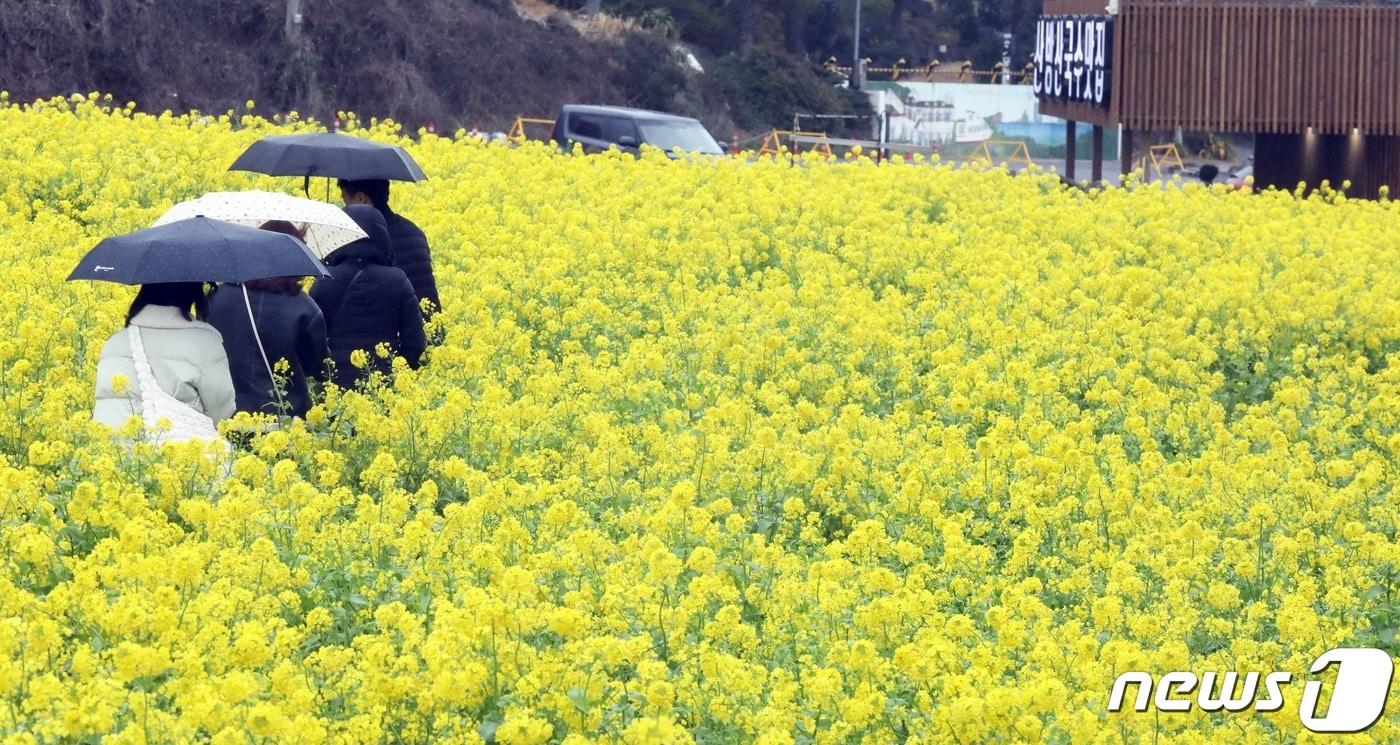 본문 이미지 - 절기상 우수(雨水)를 하루 앞둔 18일 제주에 비가 내리는 가운데 서귀포시 안덕면 산방산 인근 유채꽃밭에서 관광객들이 이른 봄 정취를 즐기고 있다.2024.2.18/뉴스1 ⓒ News1 고동명 기자