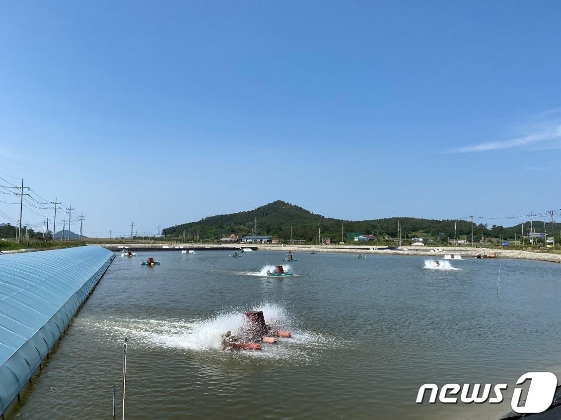 본문 이미지 - 신안군 왕새우 양식장 (신안군 제공)/뉴스1 ⓒ News1 김태성 기자