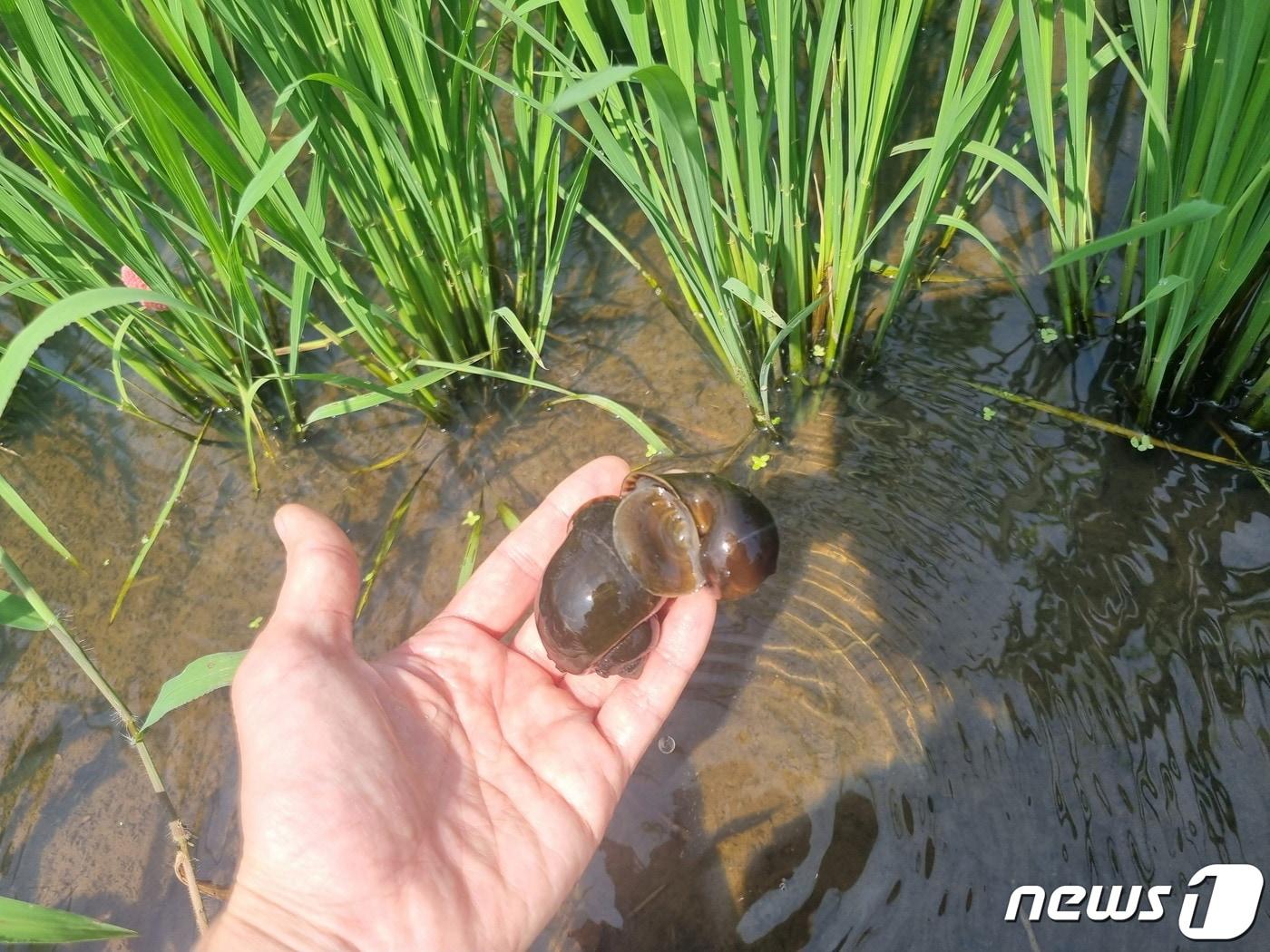 본문 이미지 - 논 제초용 왕우렁이 ./뉴스1