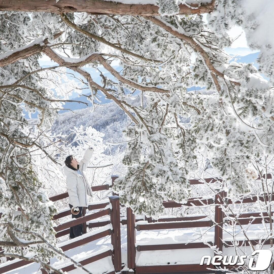 본문 이미지 - 강원도 평창군 발왕산 상고대 자료사진. (평창군 제공) 2024.2.20/뉴스1