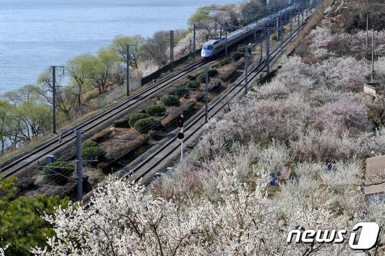 본문 이미지 - 양산시 원동면 매화가 만개한 낙동강변 경부선 철길을 따라 기차가 지나고 있다. (양산시 제공)