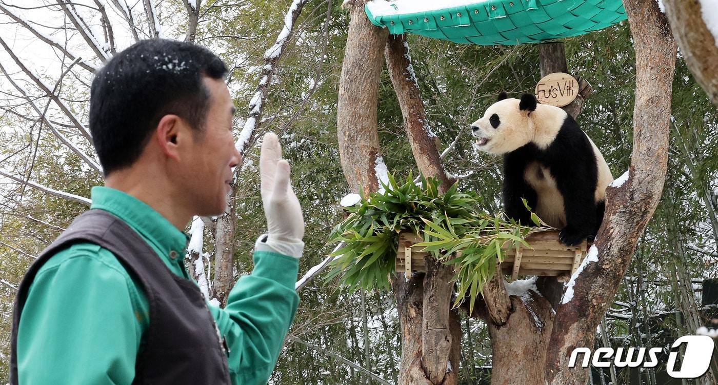 본문 이미지 - ‘판다 할아버지’ 강철원 사육사가 경기 용인시 에버랜드 판다월드에서 푸바오를 향해 인사하고 있다. /뉴스1 ⓒ News1 박지혜 기자